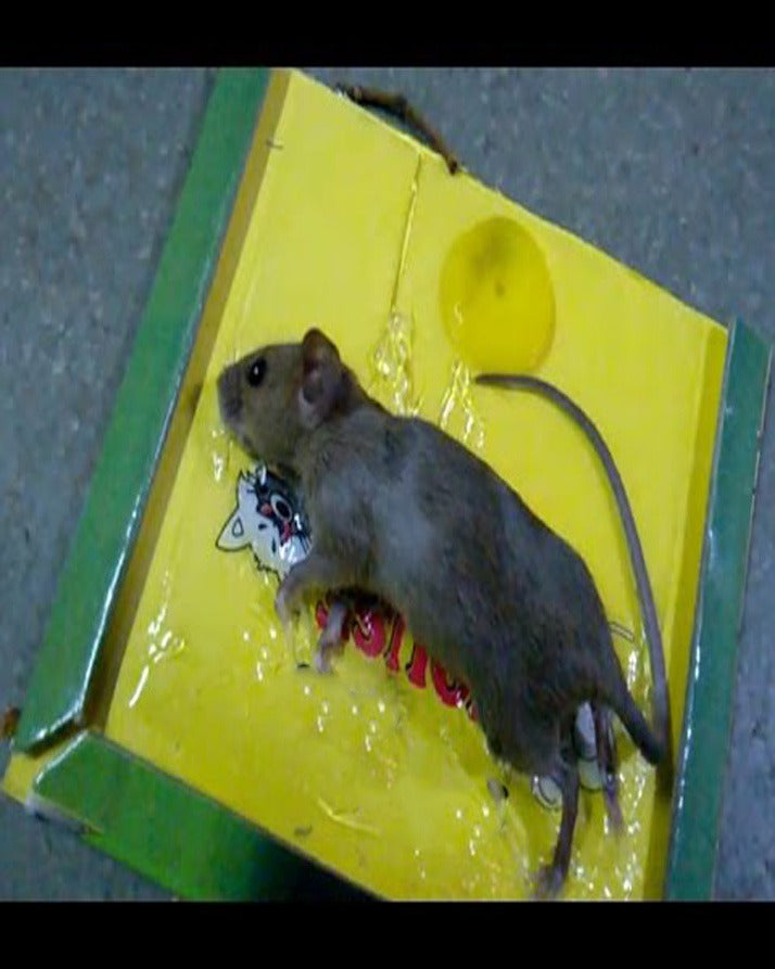 Reusable Expert Mouse &amp; Rat Glue Trap �Heavy Duty, Strong Adhesive, Pre-Baited, Non-Toxic, Odorless, Child-Safe Pest Control for Rodents, Insects, and Bugs