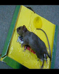 Reusable Expert Mouse &amp; Rat Glue Trap �Heavy Duty, Strong Adhesive, Pre-Baited, Non-Toxic, Odorless, Child-Safe Pest Control for Rodents, Insects, and Bugs
